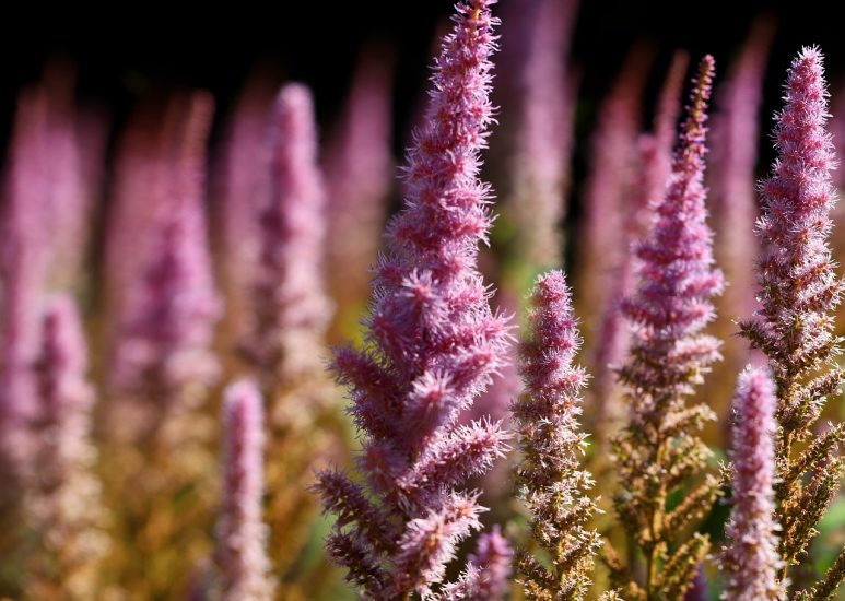 False goat's beard plants growing outside