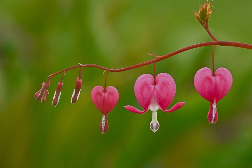 Bleeding heart flowers growing outside