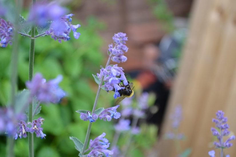 Purple catmint plants growing outside