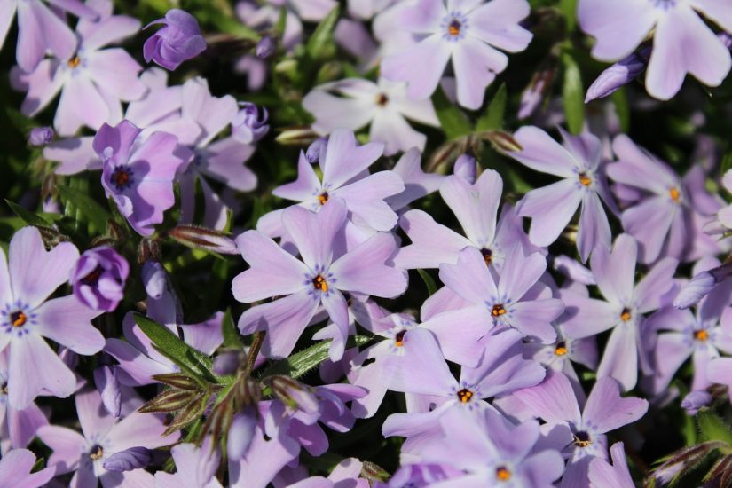 Light purple creeping phlox flowers growing outside