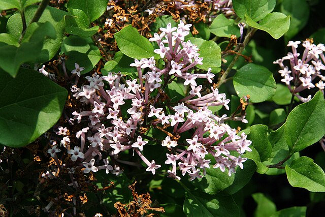 Dwarf Korean lilac bush growing outside