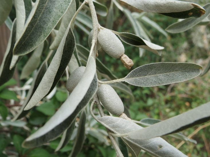 Russian olive plant growing outside