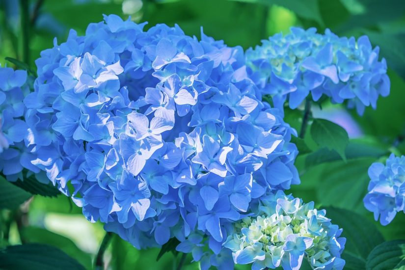 Blue hydrangea plant growing outside