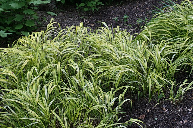 Japanese forest grass growing outside
