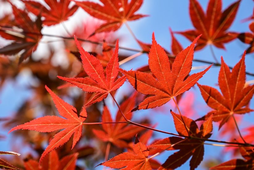 Close-up of red Japanese maple leaves