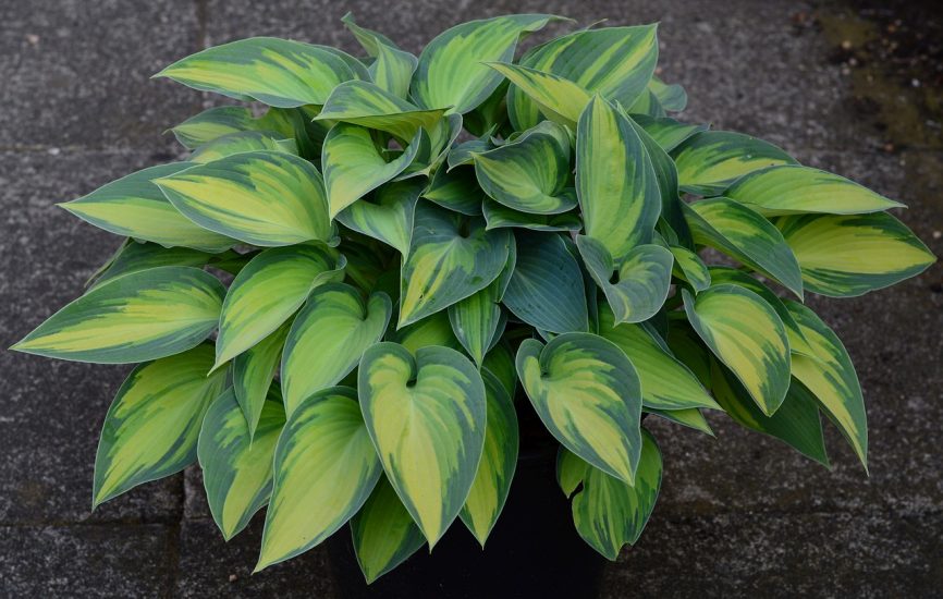 Plaintain lily hosta plant growing outside