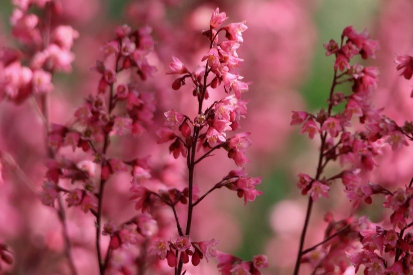 Coral bells plants growing outside