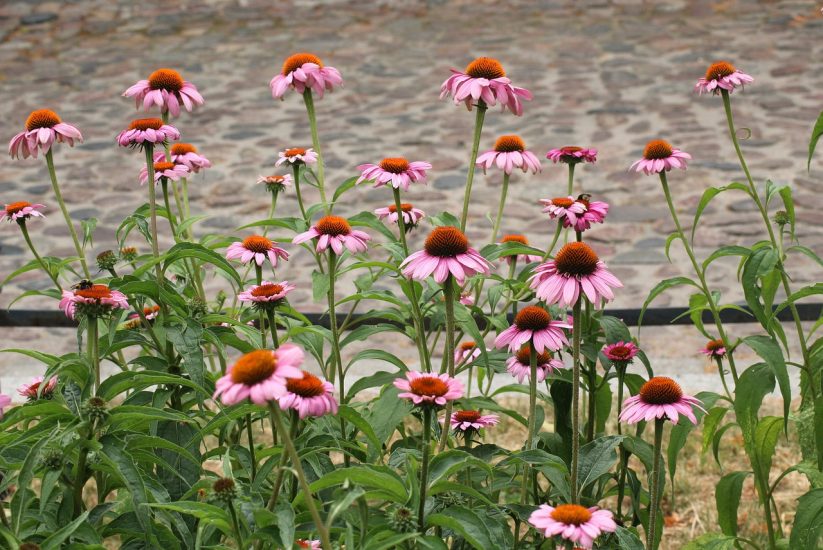 Purple coneflowers growing outside