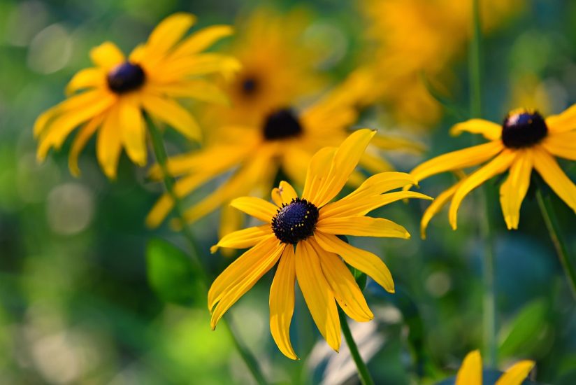 Black-eyed susan flowers growing outside