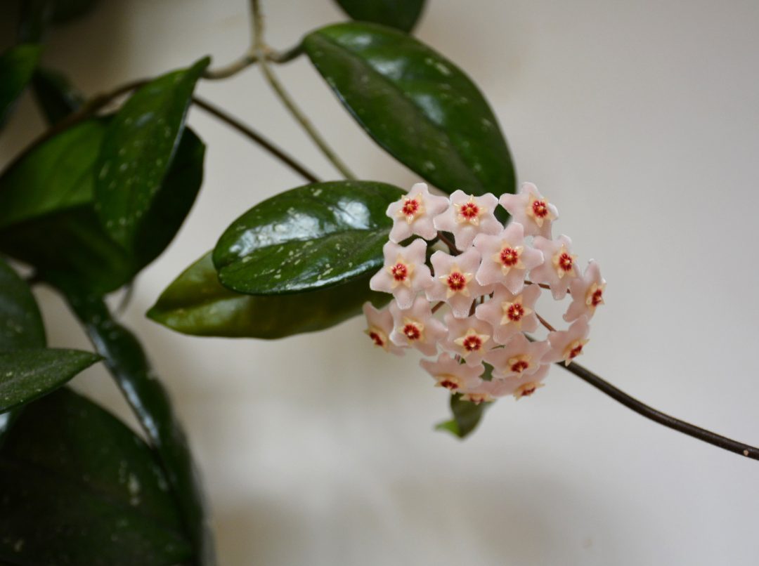Hoya plant growing and flowering outside