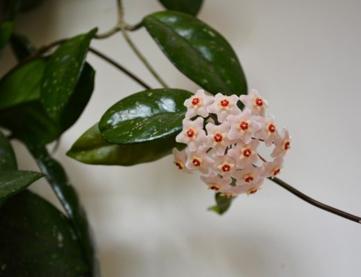 Hoya plant growing and flowering outside
