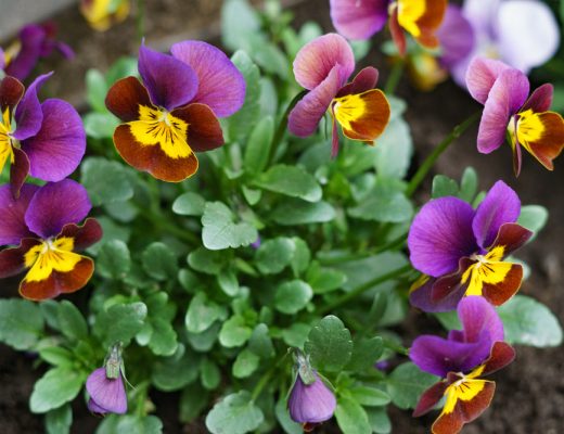 Violet flowers growing in a garden