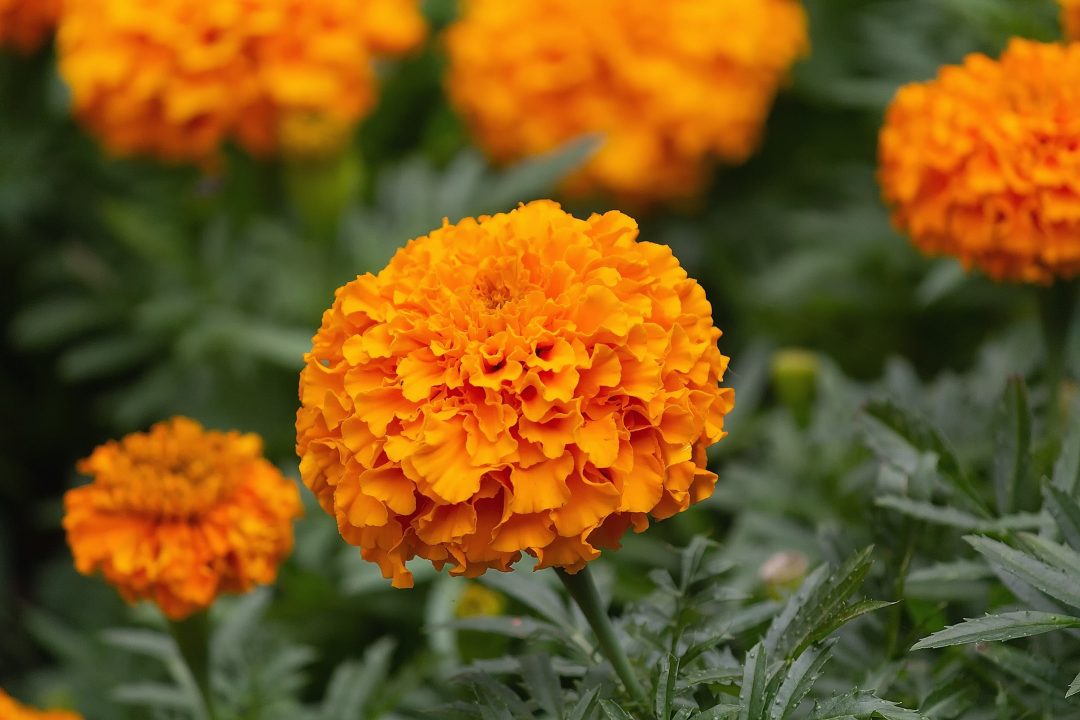 Beautiful orange marigold flowers growing outside