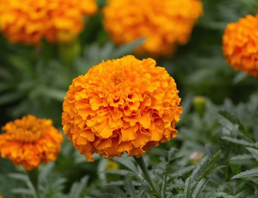 Beautiful orange marigold flowers growing outside