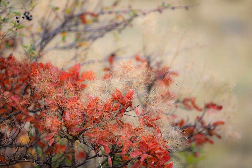 Smoke tree growing outside