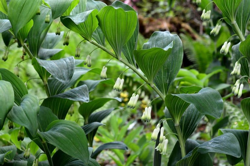 Solomon's seal plant flowering outside
