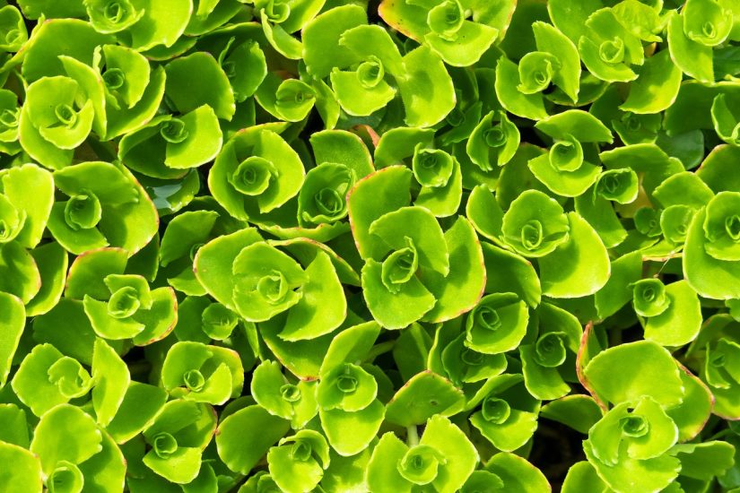 Close-up of stonecrop plants