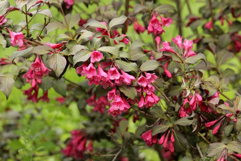 Weigela bush blooming pink flowers outside