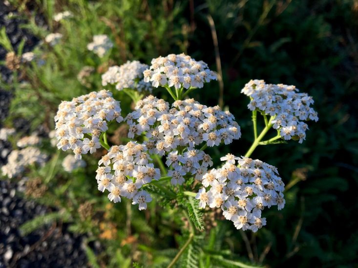 Yarrow flowers growing outside