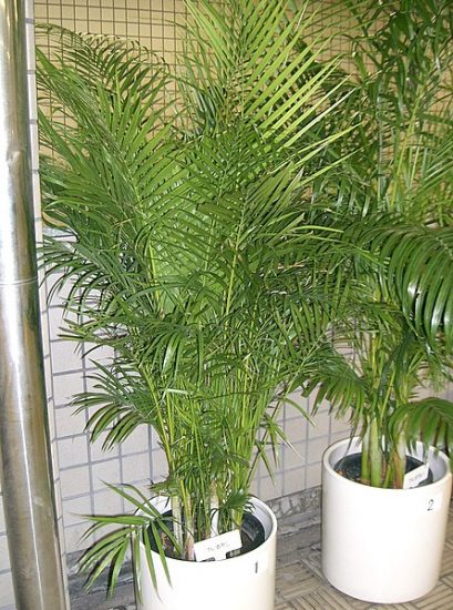 Potted areca palm plant