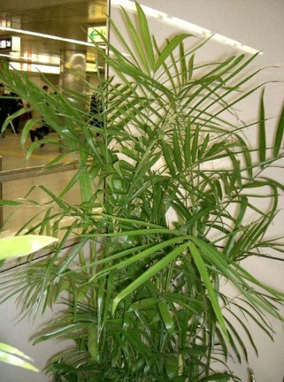 Bamboo palm plant in a pot