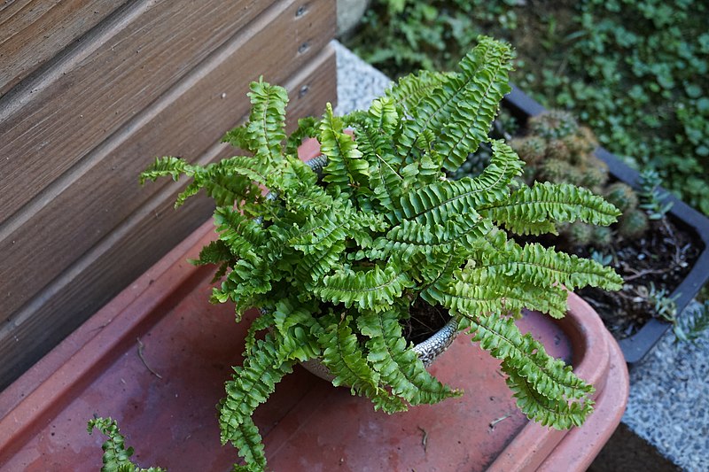 Potted Boston fern plant