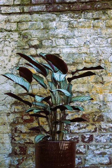 Calathea plant in a pot against a brick wall.