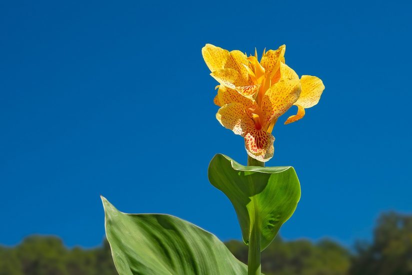 Yellow canna lily growing outside