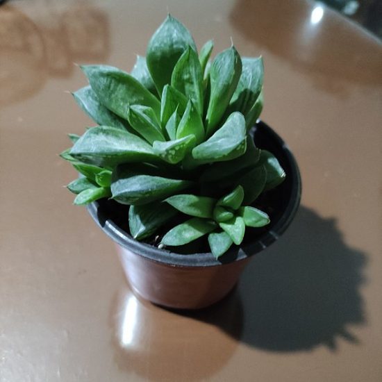 Haworthia succulent in a small pot