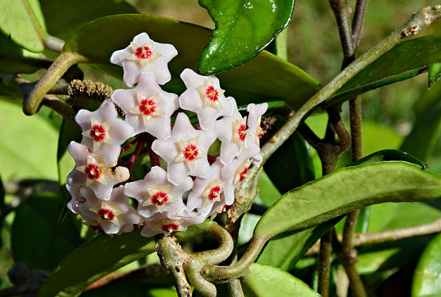 White flowers from a hindu rope plant