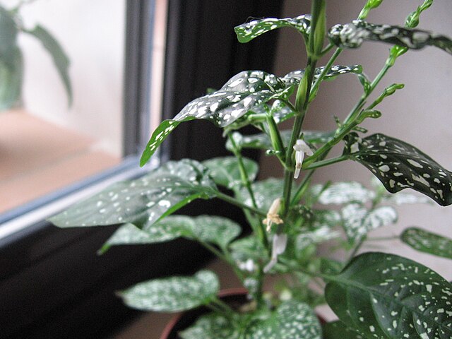 Polka dot plant in a window