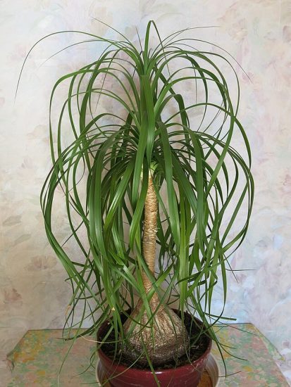 Potted ponytail palm plant inside.