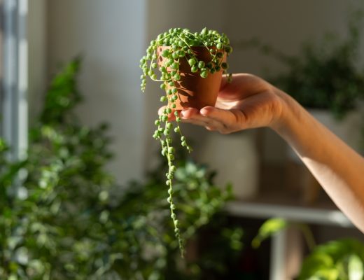 Person holding a small potted string of pearls plant in the sunlight