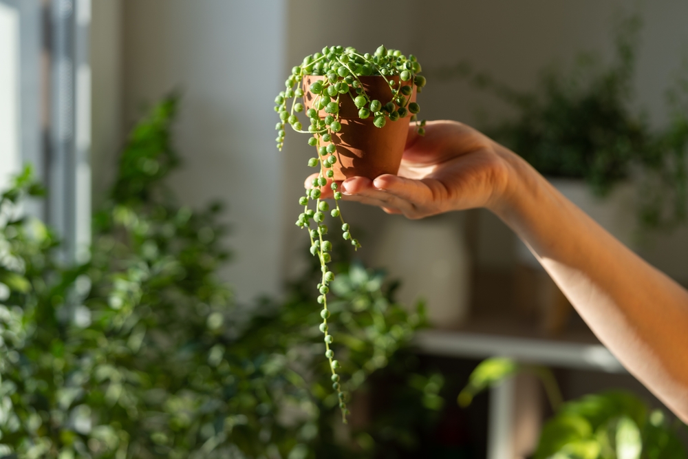 Person holding a small potted string of pearls plant in the sunlight