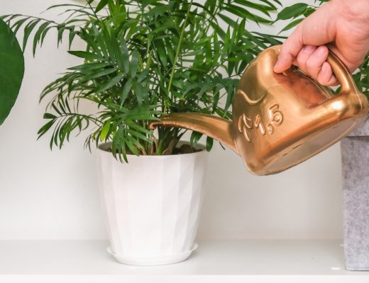 Person holding watering can up to a potted palm plant.