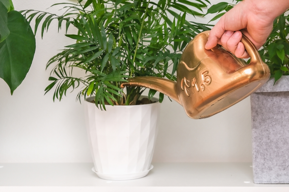 Person holding watering can up to a potted palm plant.