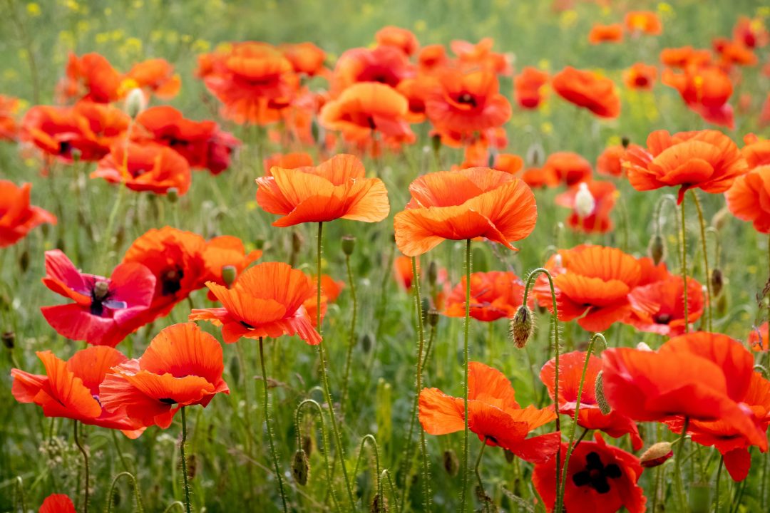 A field of red-orange peonies growing.