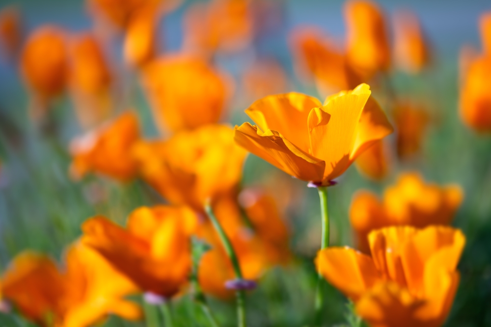 Close-up of a golden California poppy in a field