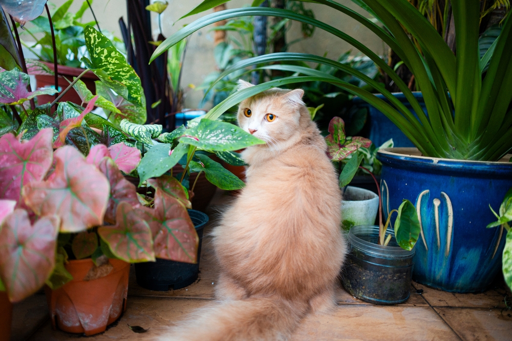 Cat sitting among a bunch of potted plants