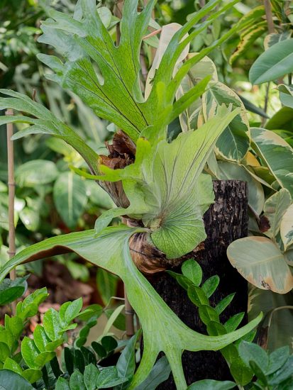Staghorn fern growing outside