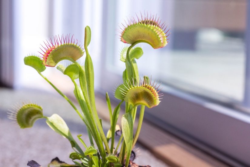 Venus fly trap in a pot on a windowsill.