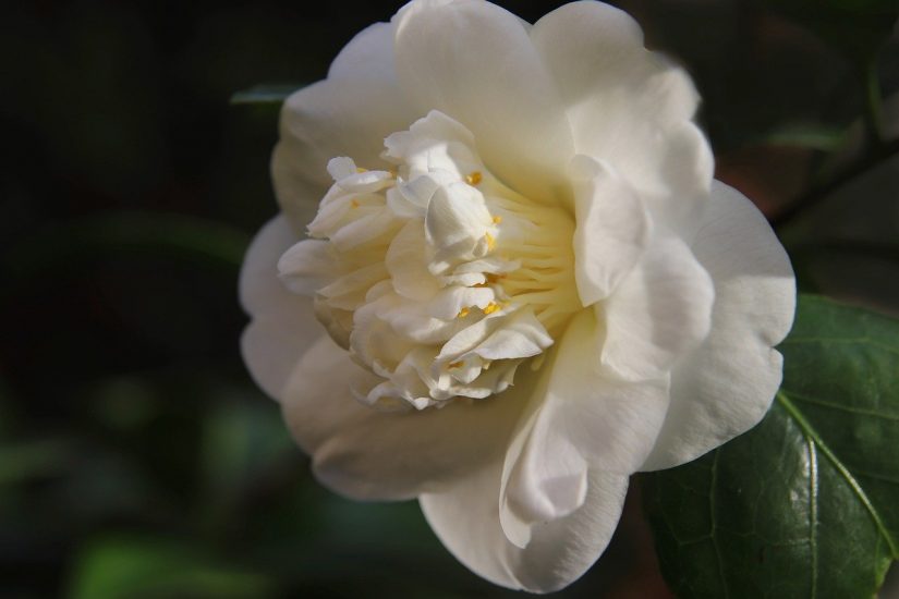 Close-up of white camellia flower