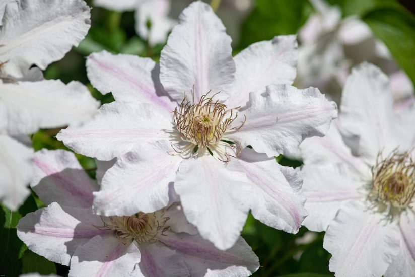 Close-up of white clematis flowers