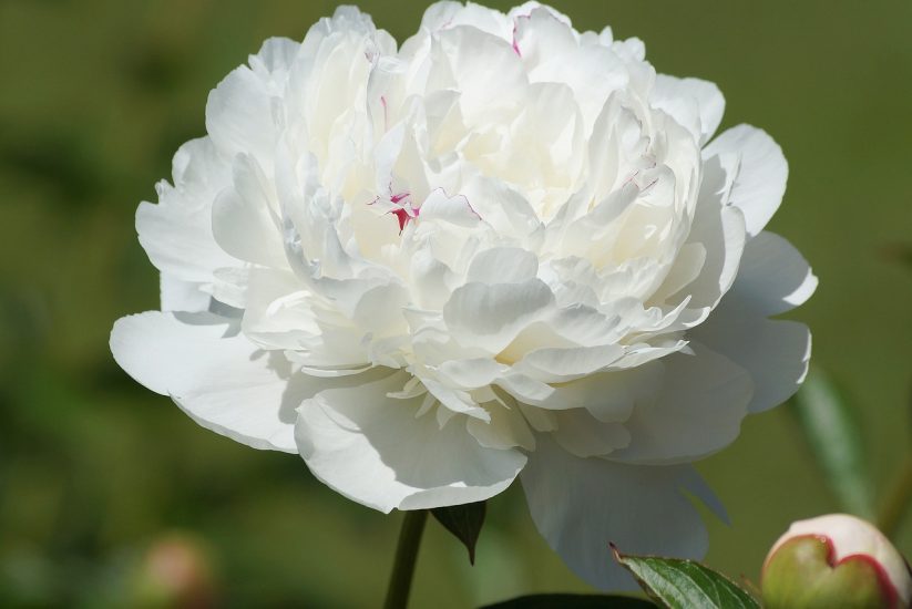 Close-up of a white peony flower