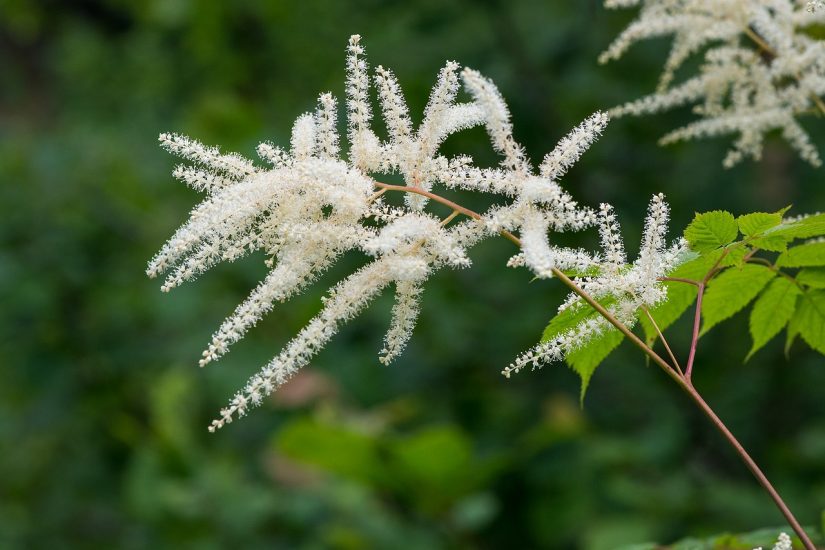 White astilbe flowers growing outside
