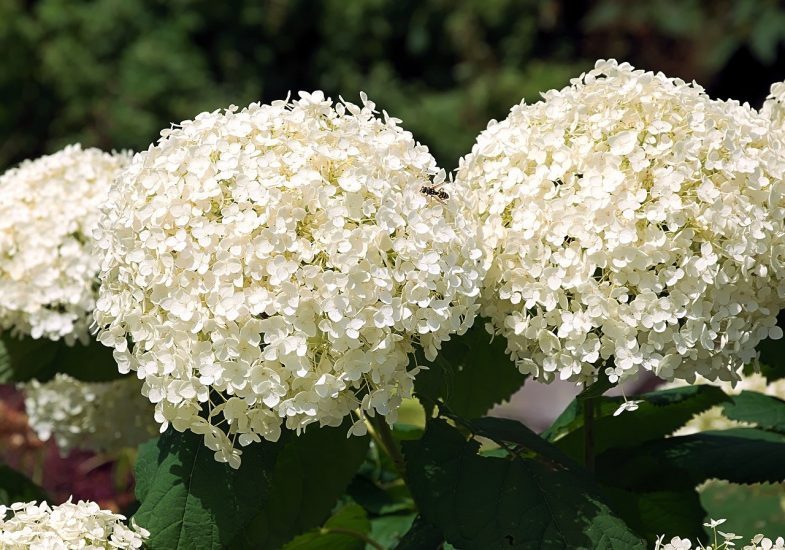Blooms of white hydrangea growing outside