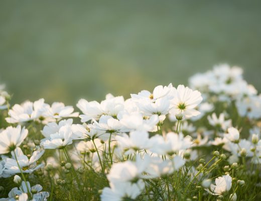 Field of white cosmos flowers