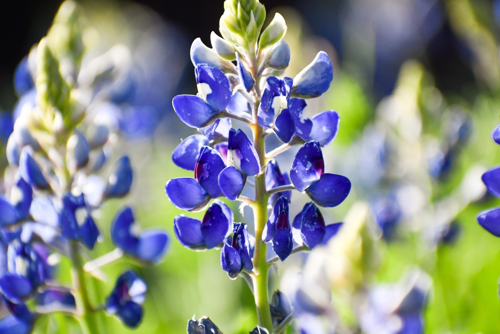 Close-up of a bluebonnet, the Texas state flower