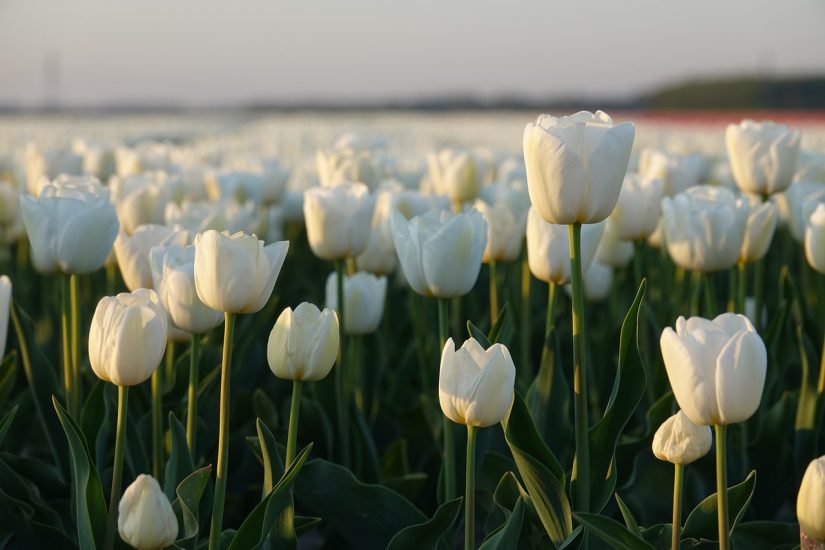 Field of white tulips