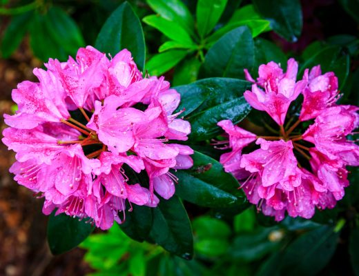 Pink coast rhododendron flowers growing outside